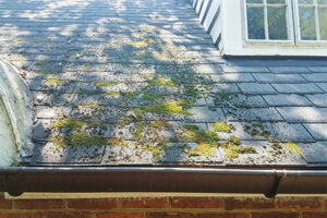 Roof Repair For Algae Or Mold Growth