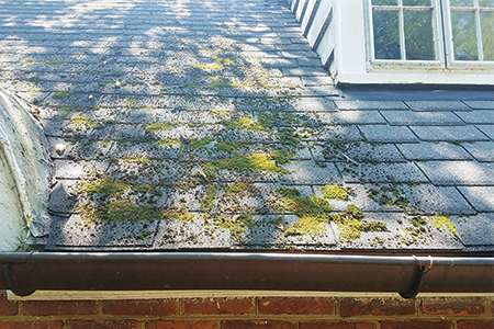 An educational slider card titled Biological Growth showcasing thick green moss patches and roof lichen spreading across old architectural shingles near a dormer window line.